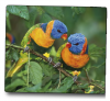 Ednet Mouse Pad With Birds ED64220